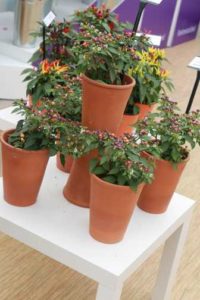 'Hot Pops Purple' Ornamental Pepper (PanAmerican Seed)