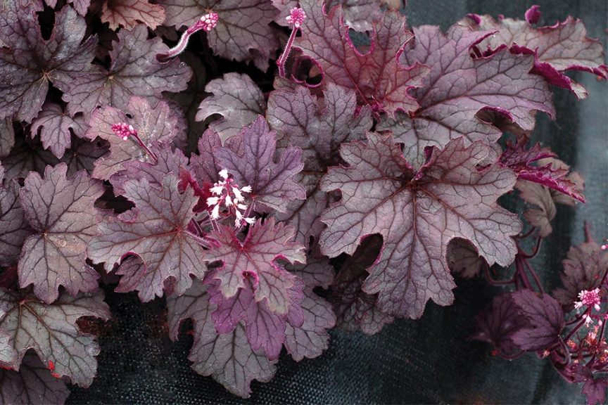 Heucherella 'Plum Cascade' (Terra Nova Nurseries)