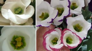 Sakata Seed Develops World’s First Pollen-Free Lisianthus