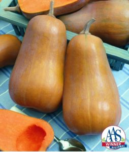 Squash Winter Honeybaby F1