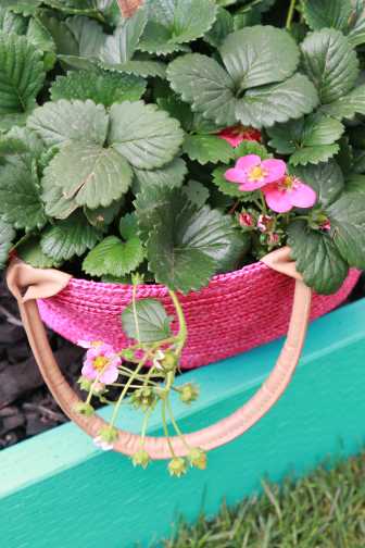 'Kiss' Strawberry (Hort Couture)