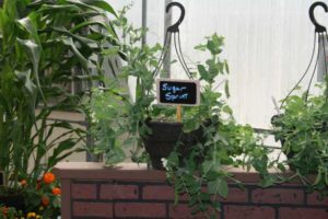 'Sugar Sprint' Pea (Syngenta Vegetables)