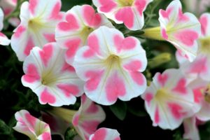 Petunia ‘Surfinia Heartbeat’ (Suntory Flowers)