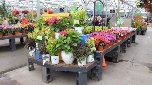 10 Predictions From Growers for the Greenhouse Industry in 2023