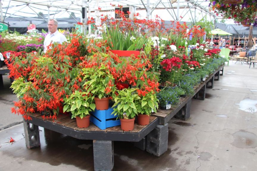 The props all but disappear in this shade annuals endcap