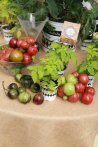 Tomato Mixology Bloody Mary (Hort Couture)