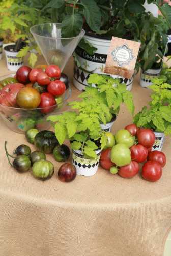 Tomato Mixology Bloody Mary (Hort Couture)