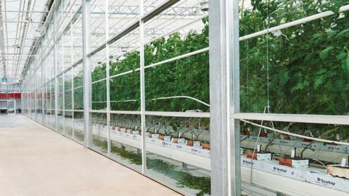 Intensive Workshop to Focus on Hydroponic Tomatoes