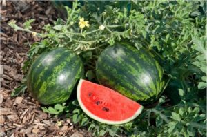 Watermelon Mini Love F1