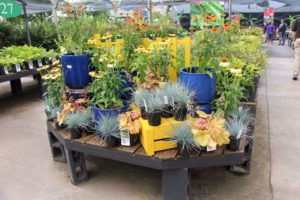 Yellow and blue complement just about any plant