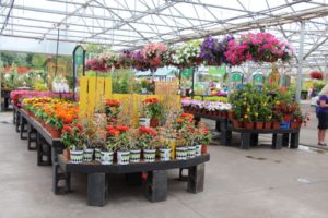 Yellow pallet wood, burlap and a yellow crate set off a Hort Couture collection endcap at Al's Garden Center