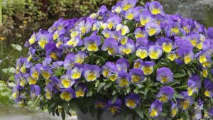 Pansy ‘Cool Wave Morpho’ (Wave)