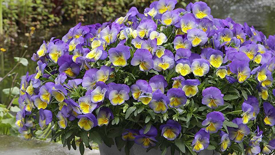 Pansy ‘Cool Wave Morpho’ (Wave)