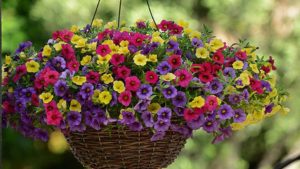 Plug & Play Fuseables Paradise Island (PanAmerican Seed)