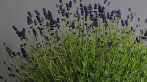 Lavandula angustifolia ‘Lavance Deep Purple’ (Kieft Seed)