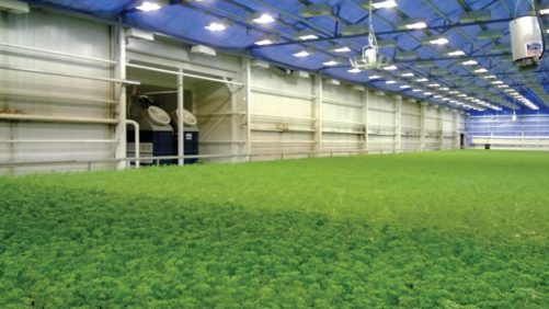 Why the Potential for Controlled Environment Agriculture Continues to Grow