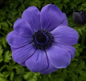 Anemone 'Harmony Blue' (Sakata Ornamentals)