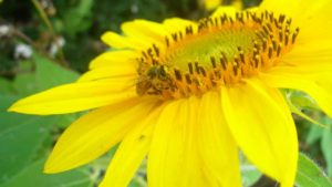 Bee Vectoring Technologies Names New President And CEO