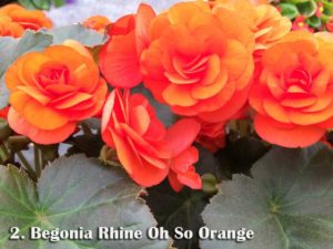 Begonia 'Rhine Oh So Orange'