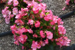 Begonia 'Sprint Plus Rose' (Benary)