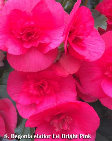 Begonia elatior 'Evi Bright Pink'