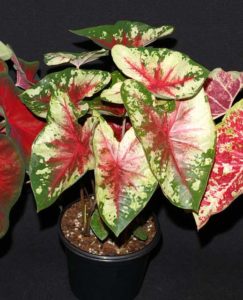 Caladium ‘Flatter Me’ (Abbott-Ipco)