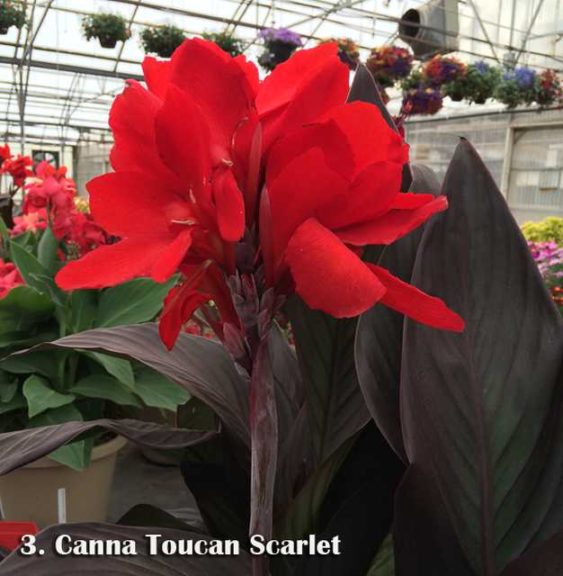 Canna 'Toucan Scarlet'