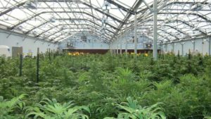 ForwardGro Receives License From Maryland Medical Cannabis Commission