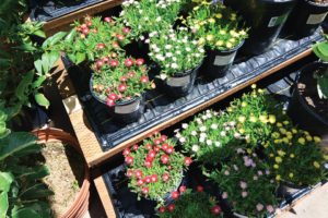 Capillary Irrigation Mats (WaterPulse)