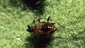 How To ID And Manage Black Aphids In Chrysanthemums