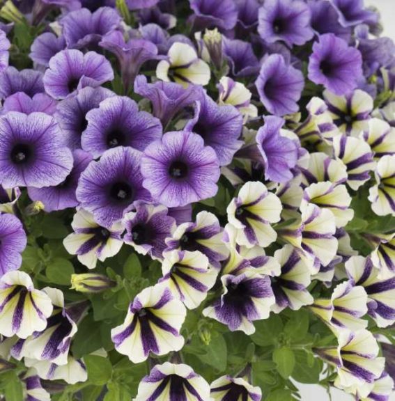 Confetti Garden Dancing Jeans Combo (Dümmen Orange)