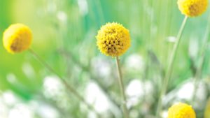 Learn How Unconventional Plants Can Be Hidden Gems