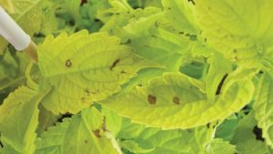 How You Can Control Downy Mildew In Coleus, Roses, And Other Crops