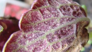 New Bactericide/Fungicide from BioSafe Systems Helps Manage Foliar Diseases