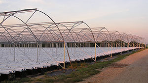 Stay Up To Date On Greenhouse Structures And Materials