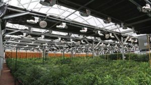 New Light Deprivation Greenhouses Help With Light Management