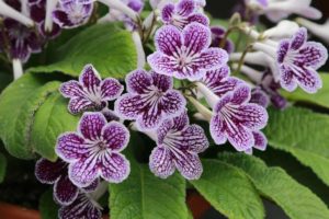 Streptocarpus ‘Ladyslippers Grape Ice’ (Green Fuse Botanicals) 