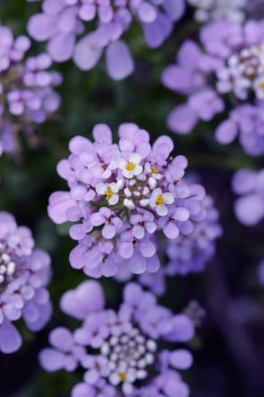 Iberis gibraltarica ‘Lavish’ (Green Leaf Plants)