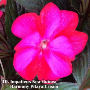Impatiens New Guinea 'Harmony Pitaya Cream'