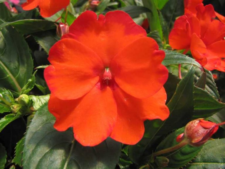 New Guinea Impatiens ‘SunStanding Orange Aurora’ (Dümmen Orange)