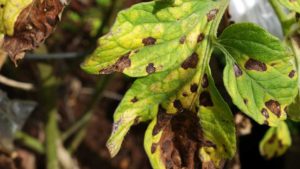 Three Diseases To Watch For In Cannabis Production