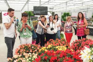 Luxflora Flower Trials