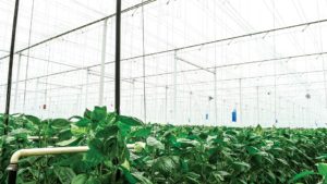 Greenhouse Vegetable Growers in Canada Adjust to COVID-19 Challenge