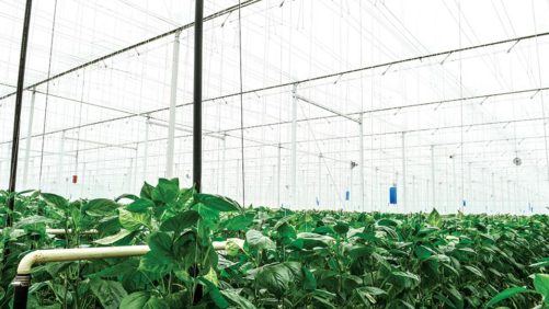Greenhouse Vegetable Growers in Canada Adjust to COVID-19 Challenge