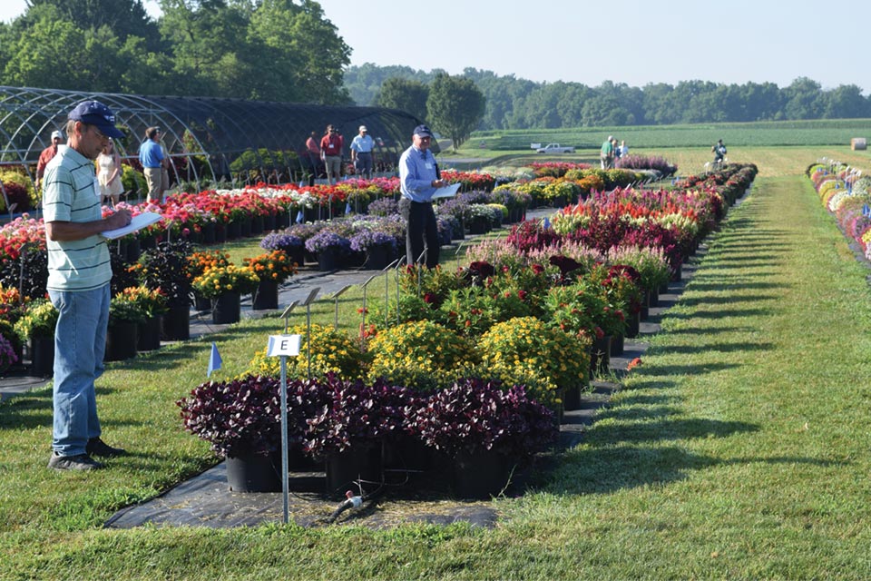 Punch Your Ticket to the Penn State Flower Trial Field Day
