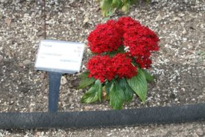Pentas 'Compact Red' (Syngenta Flowers)