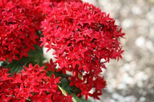 Pentas 'Compact Red' (Syngenta Flowers)
