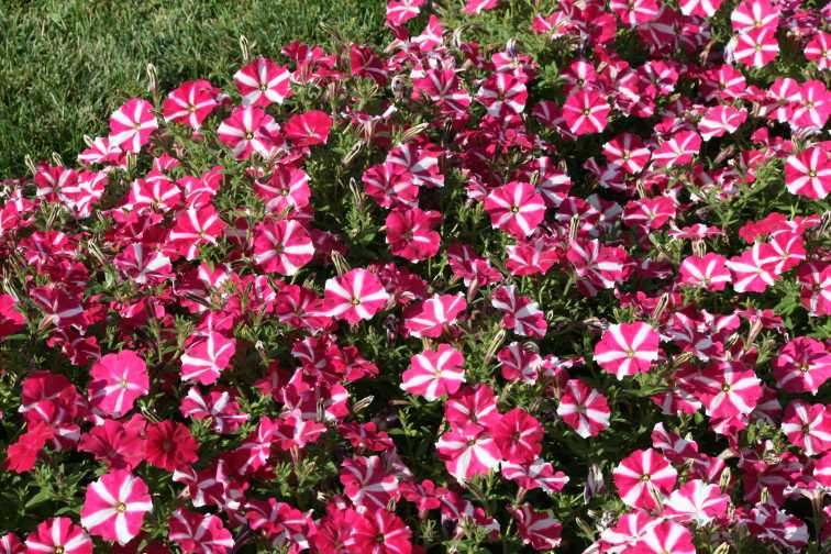 Petunia ColorRush Series (Ball FloraPlant)