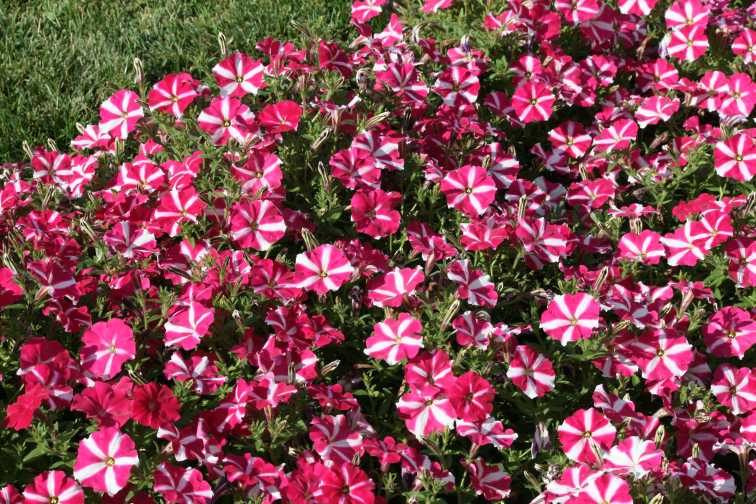 Petunia 'ColorRush Pink Star' (Ball FloraPlant)