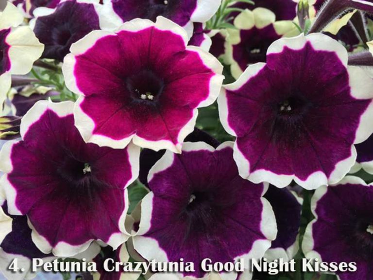 Petunia 'Crazytunia Good Night Kisses'